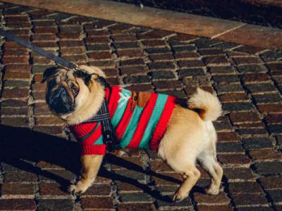 Bringing Blek Home: A Forever Bond